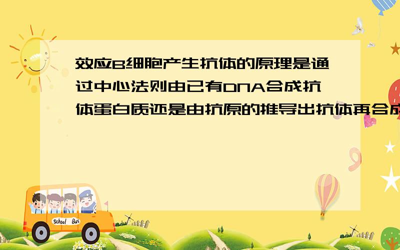 效应B细胞产生抗体的原理是通过中心法则由已有DNA合成抗体蛋白质还是由抗原的推导出抗体再合成相应的DNA（在杂交瘤细胞中表达）?第一行大意是：基因的选择性表达