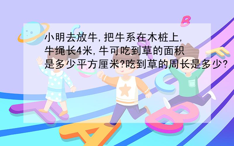 小明去放牛,把牛系在木桩上,牛绳长4米,牛可吃到草的面积是多少平方厘米?吃到草的周长是多少?