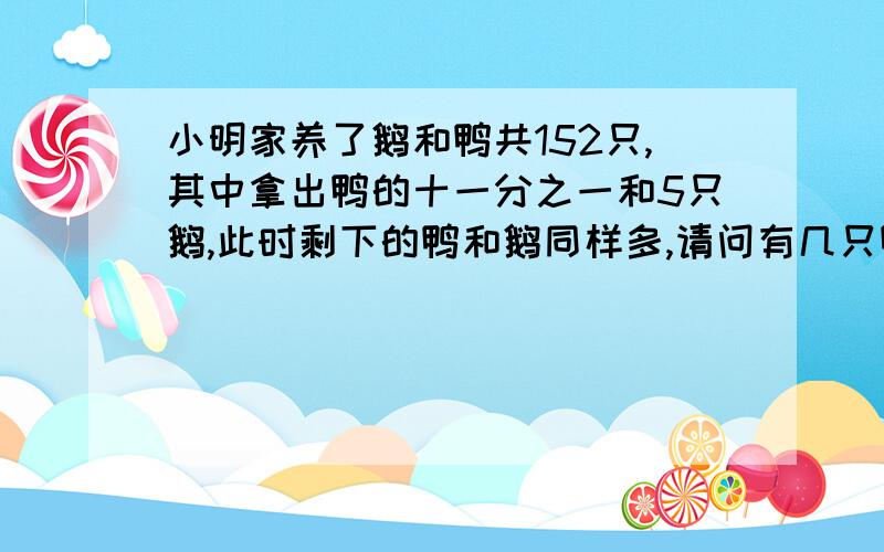 小明家养了鹅和鸭共152只,其中拿出鸭的十一分之一和5只鹅,此时剩下的鸭和鹅同样多,请问有几只鸭?知道答案的快速回答………………急