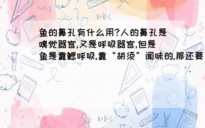 鱼的鼻孔有什么用?人的鼻孔是嗅觉器官,又是呼吸器官,但是鱼是靠鳃呼吸,靠“胡须”闻味的,那还要鼻孔干什么?