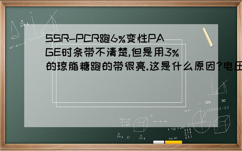 SSR-PCR跑6%变性PAGE时条带不清楚,但是用3%的琼脂糖跑的带很亮.这是什么原因?电压1200V,1.5h.