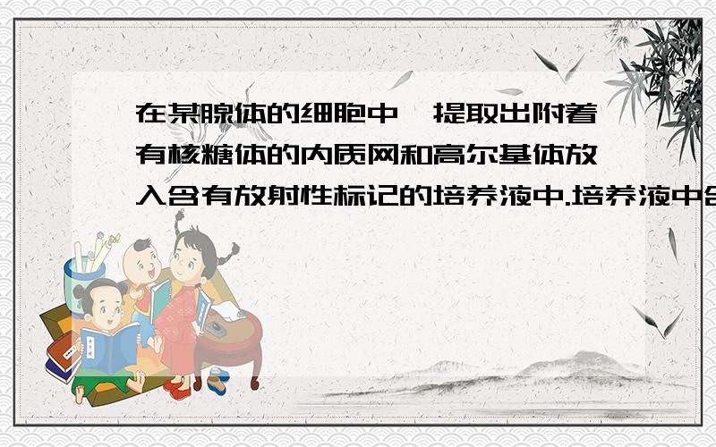 在某腺体的细胞中,提取出附着有核糖体的内质网和高尔基体放入含有放射性标记的培养液中.培养液中含有各细胞器完成其功能所需物质和条件.很快连续取样,测定标记的氨基酸出现在各细胞