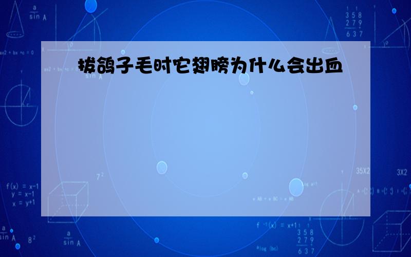 拔鸽子毛时它翅膀为什么会出血