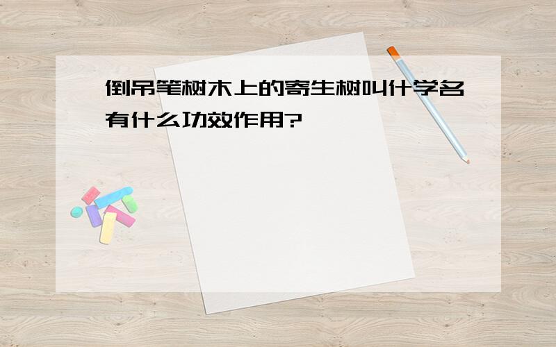 倒吊笔树木上的寄生树叫什学名有什么功效作用?