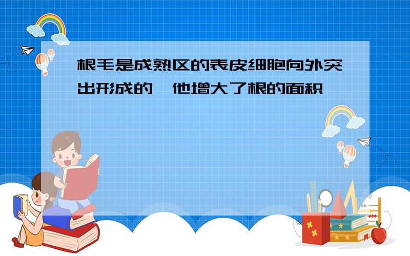 根毛是成熟区的表皮细胞向外突出形成的,他增大了根的面积,