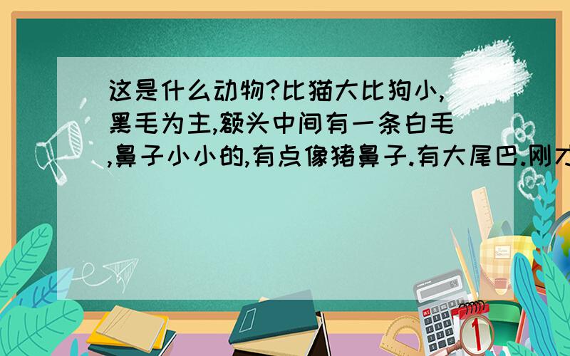 这是什么动物?比猫大比狗小,黑毛为主,额头中间有一条白毛,鼻子小小的,有点像猪鼻子.有大尾巴.刚才上不了图