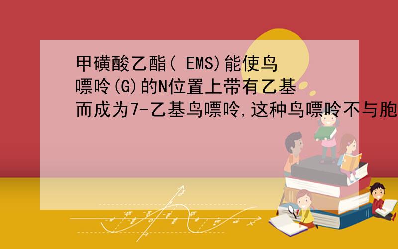 甲磺酸乙酯( EMS)能使鸟嘌呤(G)的N位置上带有乙基而成为7-乙基鸟嘌呤,这种鸟嘌呤不与胞嘧啶(C)配对而与胸腺嘧啶(T)配对,从而使DNA序列中G-C对转换成G—T对.某双链DNA分子中A占碱基总数的20%,用