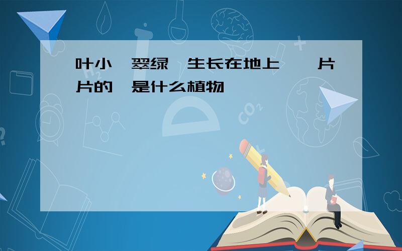 叶小,翠绿,生长在地上,一片片的,是什么植物