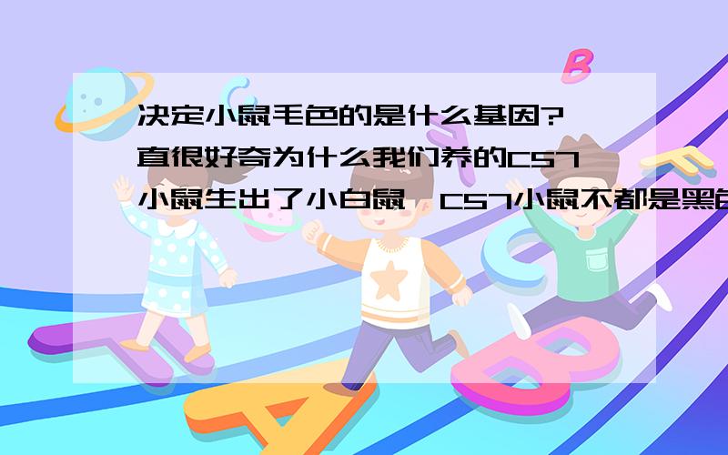 决定小鼠毛色的是什么基因?一直很好奇为什么我们养的C57小鼠生出了小白鼠,C57小鼠不都是黑色或者灰色的么?查过,但是没看到关于小鼠毛色的文章.