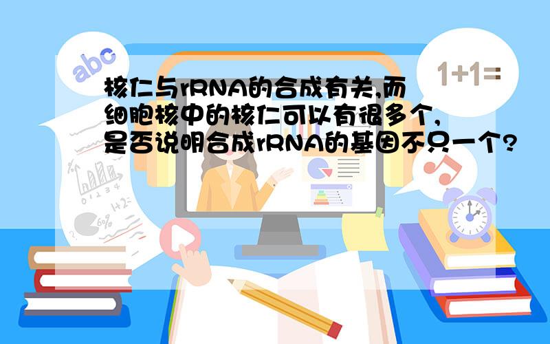 核仁与rRNA的合成有关,而细胞核中的核仁可以有很多个,是否说明合成rRNA的基因不只一个?