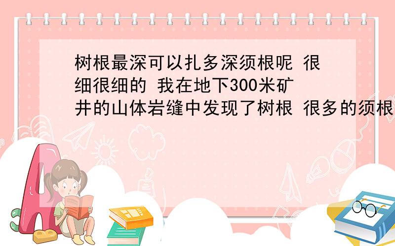 树根最深可以扎多深须根呢 很细很细的 我在地下300米矿井的山体岩缝中发现了树根 很多的须根长在缝隙里