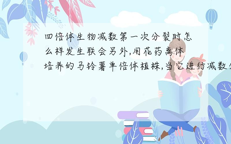 四倍体生物减数第一次分裂时怎么样发生联会另外,用花药离体培养的马铃薯单倍体植株,当它进行减数分裂时,观察到染色体两两配对,形成12对,据此现象可推知产生花药的马铃薯是 几倍体那