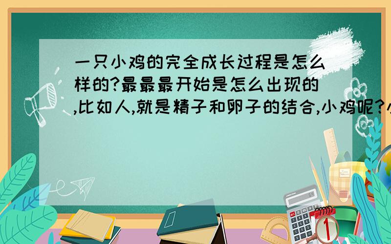 一只小鸡的完全成长过程是怎么样的?最最最开始是怎么出现的,比如人,就是精子和卵子的结合,小鸡呢?小鸡也是公鸡和母鸡的结合生出来的吗?