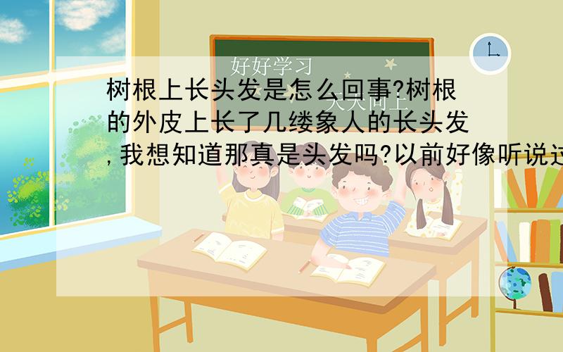 树根上长头发是怎么回事?树根的外皮上长了几缕象人的长头发,我想知道那真是头发吗?以前好像听说过类似的问题,有人回答过吗?