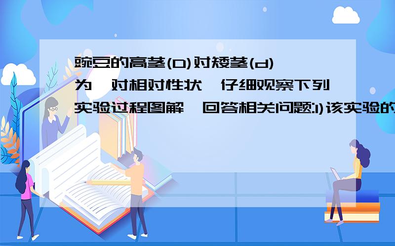 豌豆的高茎(D)对矮茎(d)为一对相对性状,仔细观察下列实验过程图解,回答相关问题:1)该实验的亲本中,父本是________________,母本是__________.在此实验中用做亲本的两株豌豆必须是___纯_____种.(2)操