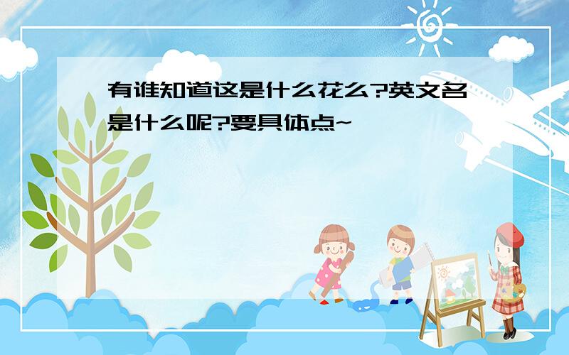 有谁知道这是什么花么?英文名是什么呢?要具体点~