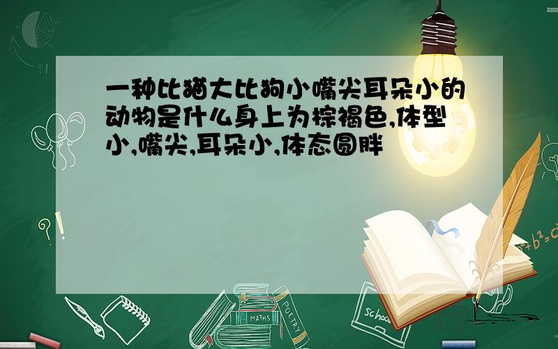 一种比猫大比狗小嘴尖耳朵小的动物是什么身上为棕褐色,体型小,嘴尖,耳朵小,体态圆胖