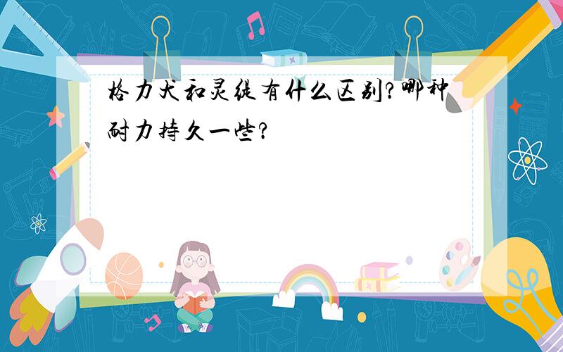 格力犬和灵缇有什么区别?哪种耐力持久一些?