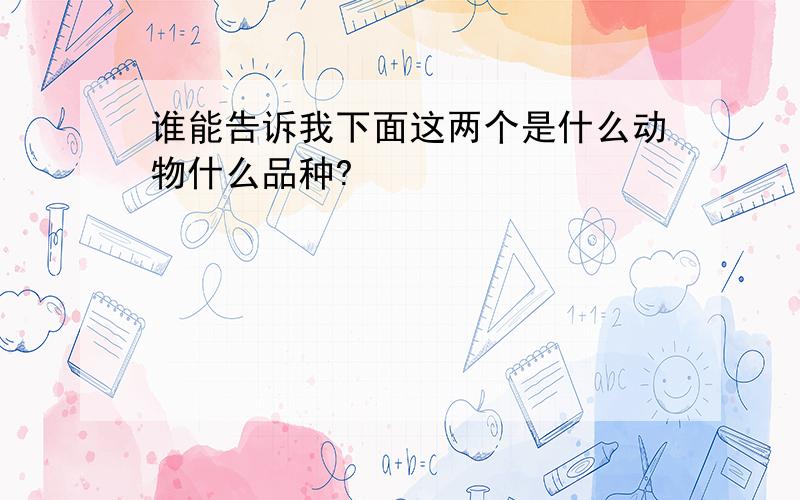 谁能告诉我下面这两个是什么动物什么品种?