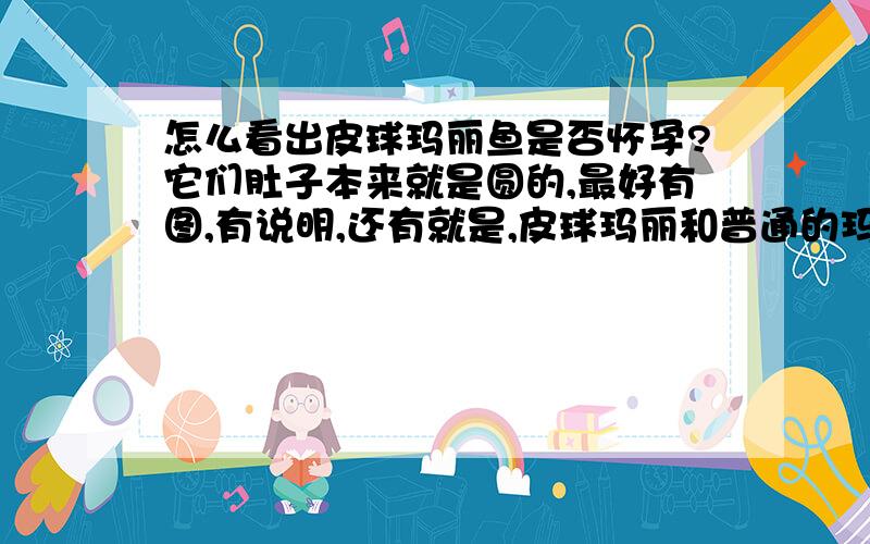 怎么看出皮球玛丽鱼是否怀孕?它们肚子本来就是圆的,最好有图,有说明,还有就是,皮球玛丽和普通的玛丽能繁殖吗?就是说普通玛丽代替其中一只球玛丽繁殖