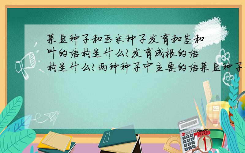 菜豆种子和玉米种子发育和茎和叶的结构是什么?发育成根的结构是什么?两种种子中主要的结菜豆种子和玉米种子发育和茎和叶的结构是什么?发育成根的结构是什么?两种种子中主要的结构是