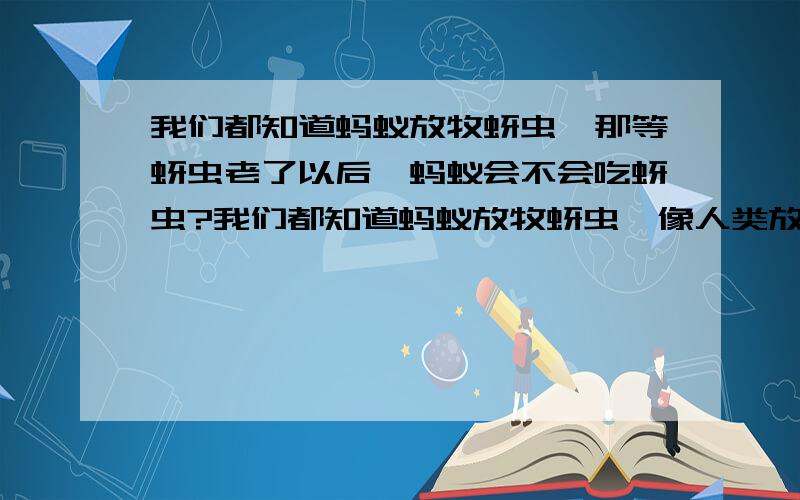 我们都知道蚂蚁放牧蚜虫,那等蚜虫老了以后,蚂蚁会不会吃蚜虫?我们都知道蚂蚁放牧蚜虫,像人类放牧奶牛那样.那等蚜虫老了以后,蚂蚁会不会吃蚜虫?就像人类也会吃掉奶牛.蚜虫知不知道自