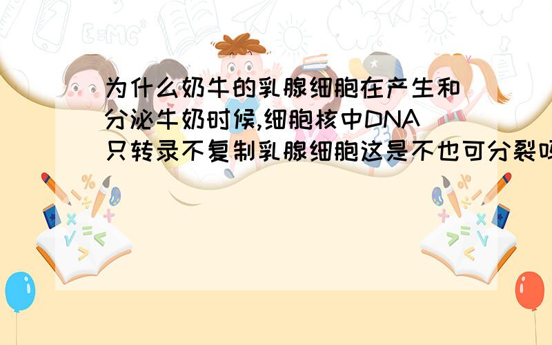 为什么奶牛的乳腺细胞在产生和分泌牛奶时候,细胞核中DNA只转录不复制乳腺细胞这是不也可分裂吗