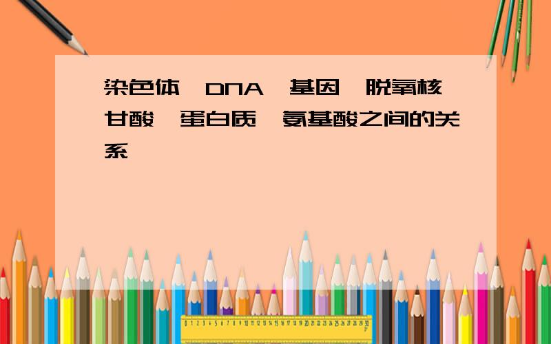 染色体、DNA、基因、脱氧核甘酸、蛋白质、氨基酸之间的关系