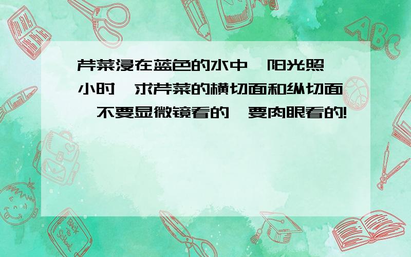 芹菜浸在蓝色的水中,阳光照一小时,求芹菜的横切面和纵切面,不要显微镜看的,要肉眼看的!