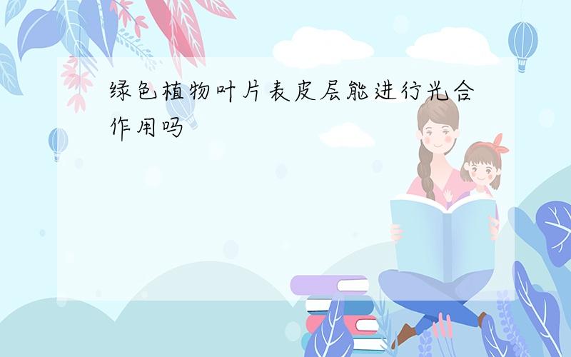 绿色植物叶片表皮层能进行光合作用吗