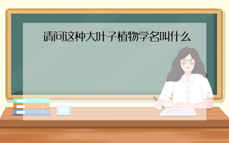 请问这种大叶子植物学名叫什么