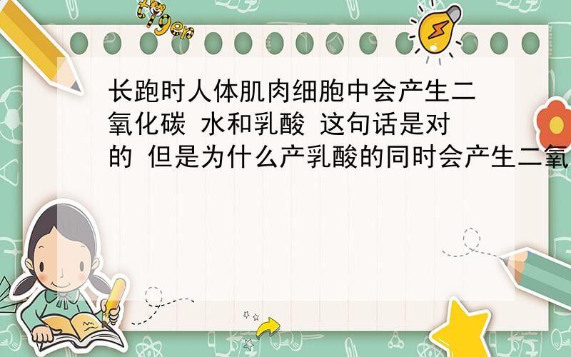 长跑时人体肌肉细胞中会产生二氧化碳 水和乳酸 这句话是对的 但是为什么产乳酸的同时会产生二氧化碳?不是只有产酒精的无氧呼吸才会有二氧化碳吗……