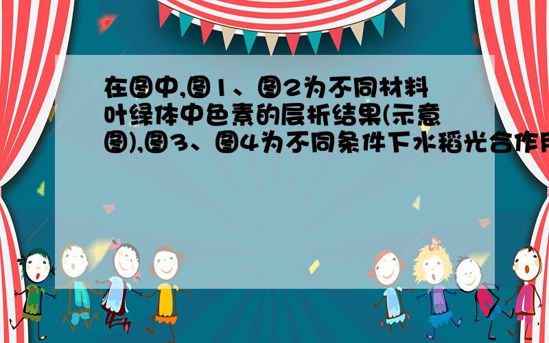 在图中,图1、图2为不同材料叶绿体中色素的层析结果(示意图),图3、图4为不同条件下水稻光合作用强度的变化曲线,其中正确的是