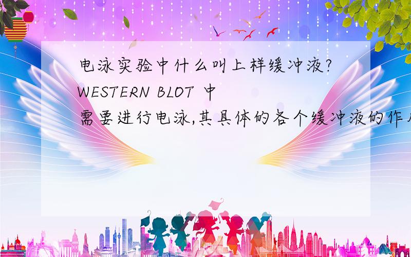 电泳实验中什么叫上样缓冲液?WESTERN BLOT 中需要进行电泳,其具体的各个缓冲液的作用是什么尤其是上样缓冲液