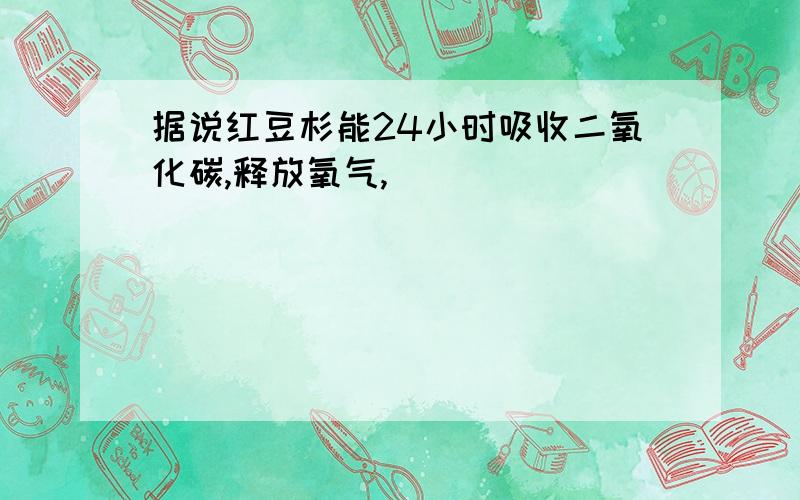 据说红豆杉能24小时吸收二氧化碳,释放氧气,