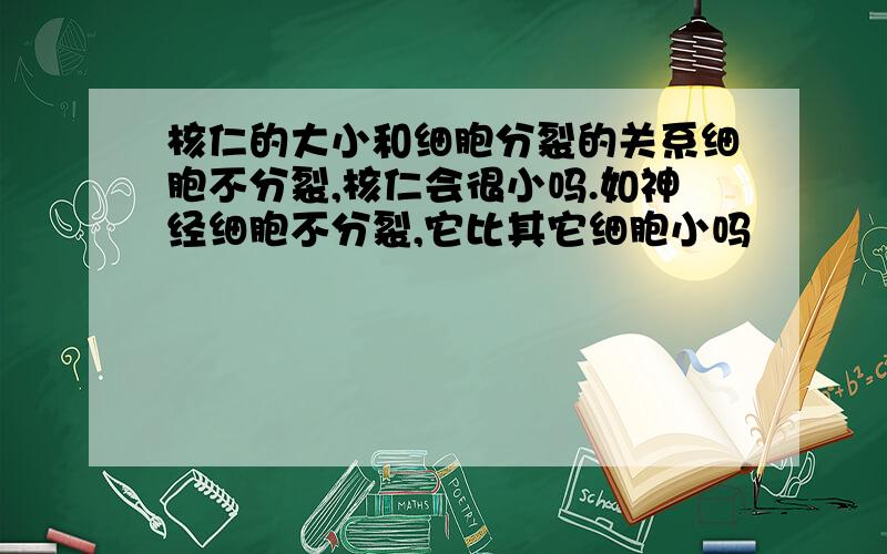 核仁的大小和细胞分裂的关系细胞不分裂,核仁会很小吗.如神经细胞不分裂,它比其它细胞小吗