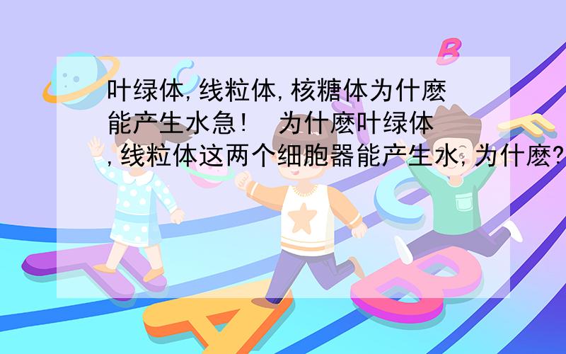 叶绿体,线粒体,核糖体为什麽能产生水急!  为什麽叶绿体,线粒体这两个细胞器能产生水,为什麽?化学方程式是什麽?如果没有用语言表示也可以?如核塘体是合成蛋白质的场所,由于蛋白质合成