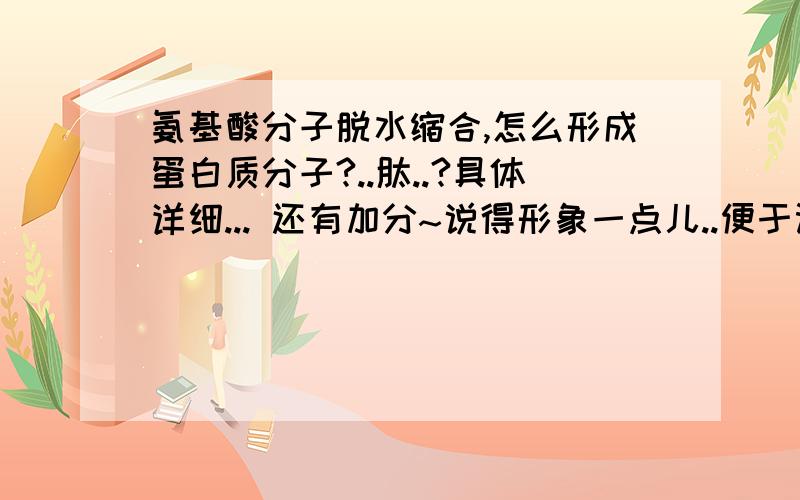 氨基酸分子脱水缩合,怎么形成蛋白质分子?..肽..?具体详细... 还有加分~说得形象一点儿..便于记忆~！