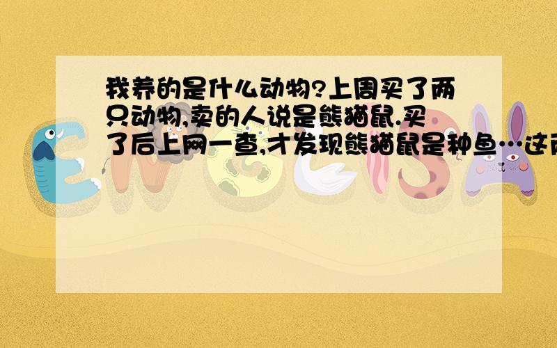 我养的是什么动物?上周买了两只动物,卖的人说是熊猫鼠.买了后上网一查,才发现熊猫鼠是种鱼…这两只个子像老鼠但没尾巴.耳朵又圆又薄有点大.挺像兔子的.平时喜欢缩成个球.咕咕叫.黑白