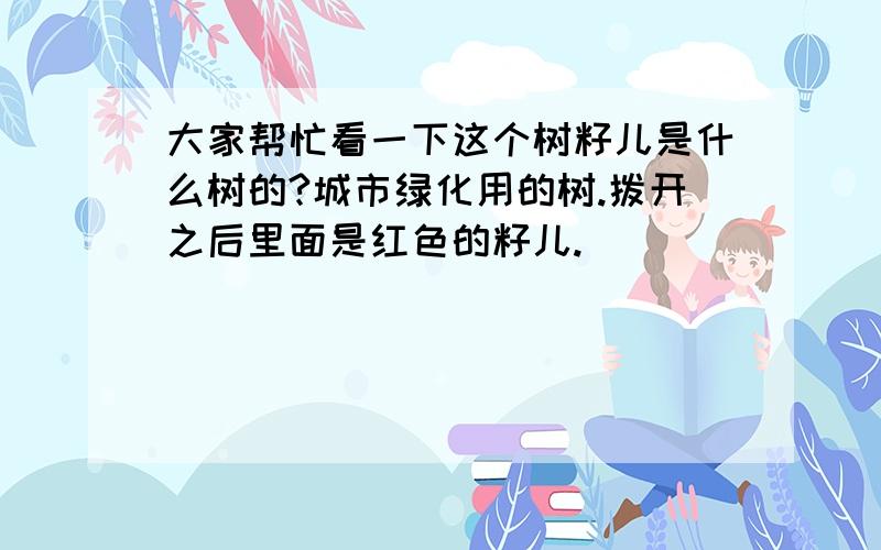 大家帮忙看一下这个树籽儿是什么树的?城市绿化用的树.拨开之后里面是红色的籽儿.