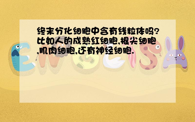 终末分化细胞中含有线粒体吗?比如人的成熟红细胞,根尖细胞,肌肉细胞,还有神经细胞.