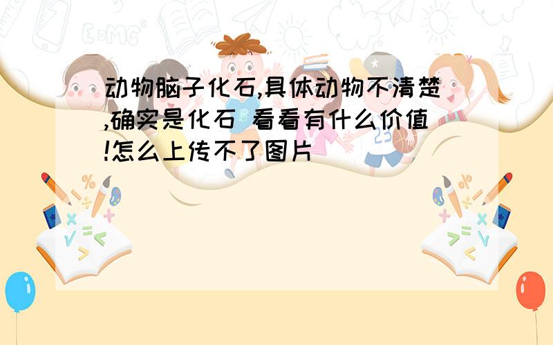 动物脑子化石,具体动物不清楚,确实是化石 看看有什么价值!怎么上传不了图片