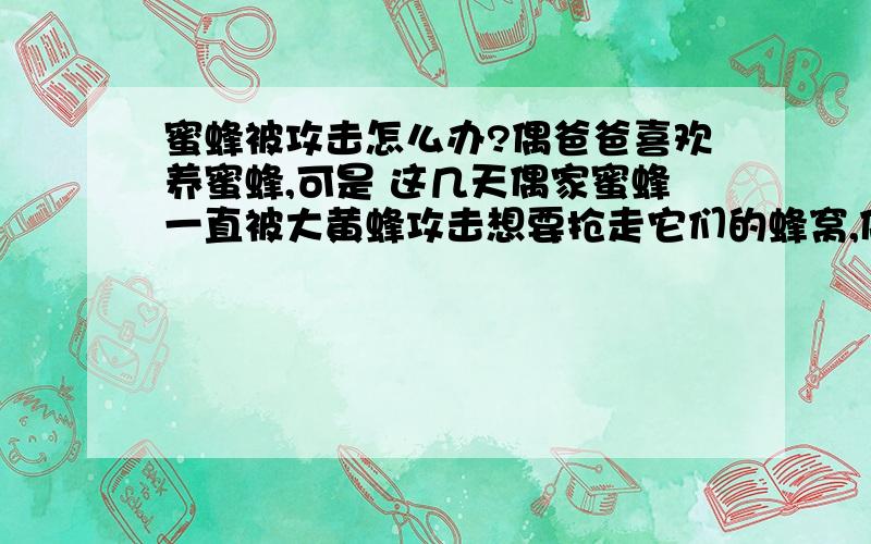 蜜蜂被攻击怎么办?偶爸爸喜欢养蜜蜂,可是 这几天偶家蜜蜂一直被大黄蜂攻击想要抢走它们的蜂窝,偶爸爸急死撩~