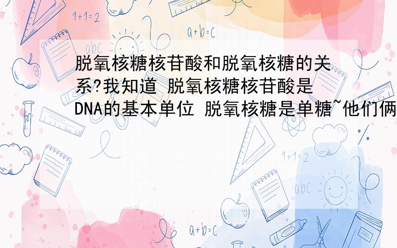 脱氧核糖核苷酸和脱氧核糖的关系?我知道 脱氧核糖核苷酸是DNA的基本单位 脱氧核糖是单糖~他们俩相差两个字 有什么关系么?