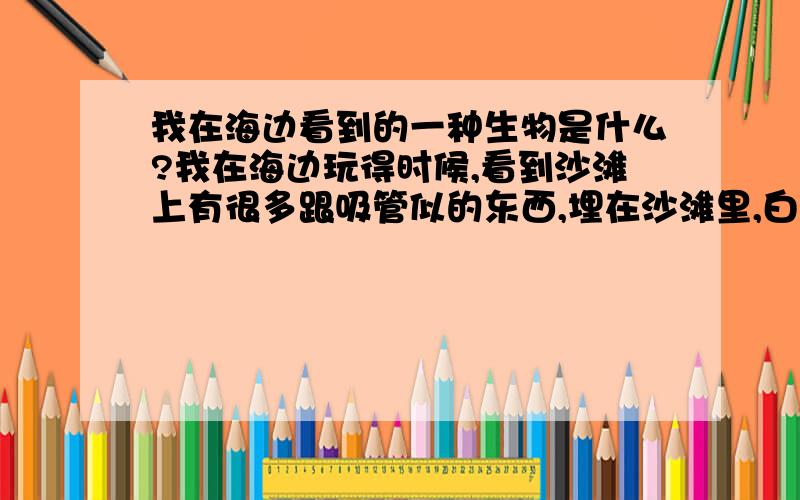 我在海边看到的一种生物是什么?我在海边玩得时候,看到沙滩上有很多跟吸管似的东西,埋在沙滩里,白色,比较粗糙,会往外吐水,如果不碰的话是竖直向上的,我挖了很深没挖出来,在南方海域见