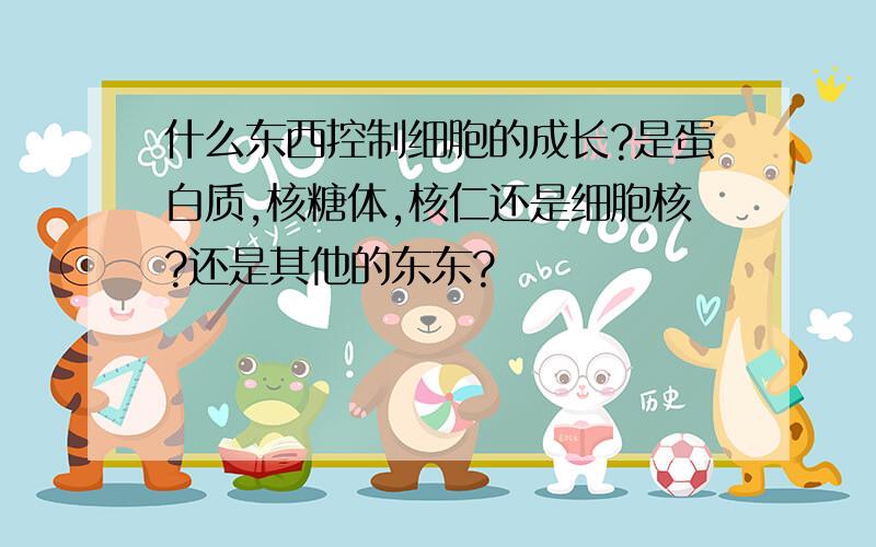 什么东西控制细胞的成长?是蛋白质,核糖体,核仁还是细胞核?还是其他的东东?