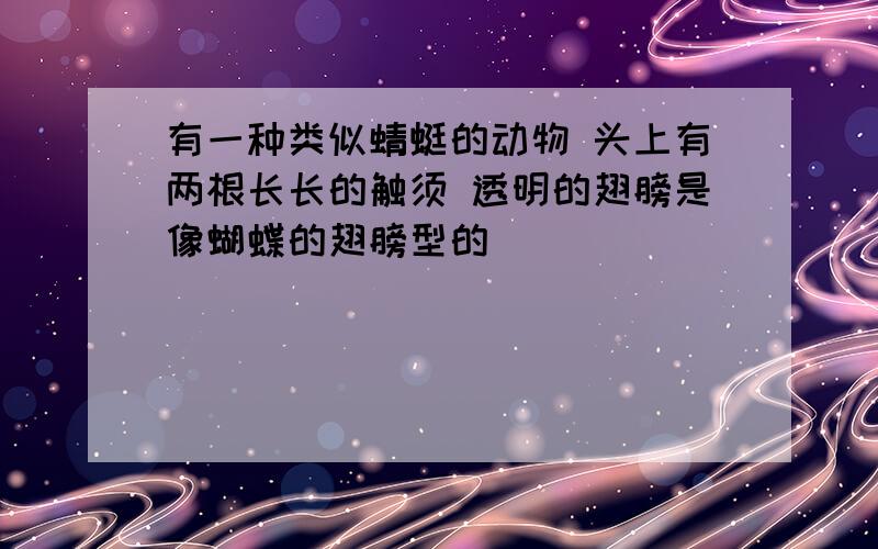 有一种类似蜻蜓的动物 头上有两根长长的触须 透明的翅膀是像蝴蝶的翅膀型的