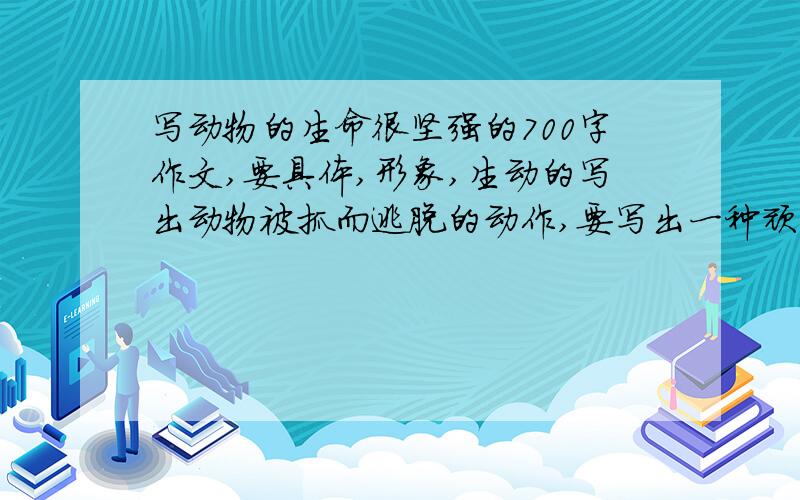 写动物的生命很坚强的700字作文,要具体,形象,生动的写出动物被抓而逃脱的动作,要写出一种顽强精神