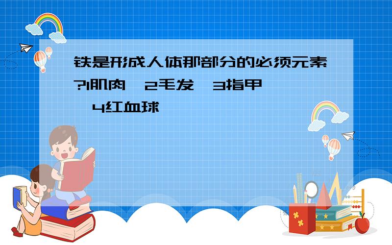 铁是形成人体那部分的必须元素?1肌肉  2毛发  3指甲  4红血球