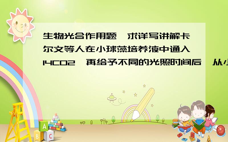 生物光合作用题,求详写讲解卡尔文等人在小球藻培养液中通入14CO2,再给予不同的光照时间后,从小球藻中提取并分析放射性物质.预测实验结果是A．光照时间越长,三碳化合物的积累越多B．光